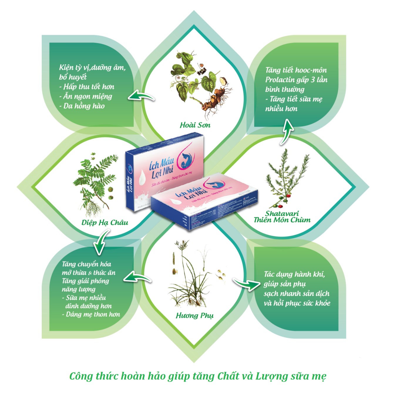 Công dụng của sản phẩm Ích mẫu lợi nhi